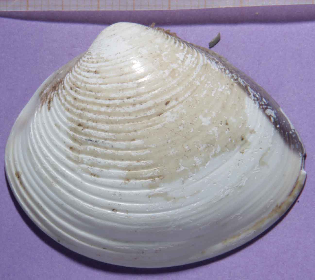 bivalve comacchio